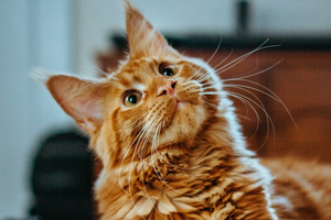 海靈兔圖騰藝術 HealingHare Art