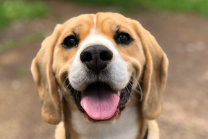 海靈兔圖騰藝術 HealingHare Art