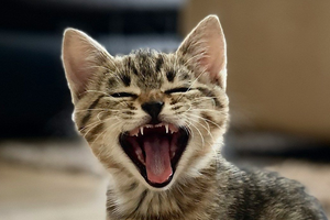 海靈兔圖騰藝術 HealingHare Art